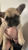 French Bulldog Puppies for sale in Lafayette, Indiana. price: $1,500