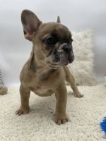 French Bulldog Puppies for sale in Tomball, TX, USA. price: $4,000