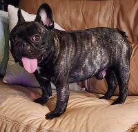 French Bulldog Puppies for sale in Clementon, New Jersey. price: $1,800