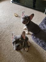 French Bulldog Puppies for sale in Conroe, Texas. price: $3,200