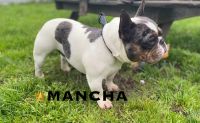 French Bulldog Puppies for sale in Salem, Oregon. price: $1,000