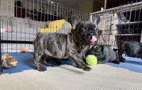 French Bulldog Puppies for sale in Perrysburg, Ohio. price: $1,500