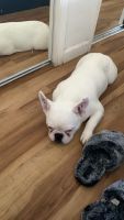 French Bulldog Puppies for sale in Santee, California. price: $800
