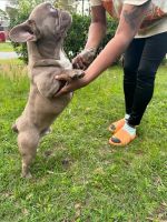 French Bulldog Puppies for sale in Jacksonville Beach, Florida. price: $1,500