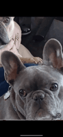 French Bulldog Puppies for sale in Schofield, Wisconsin. price: $2,000