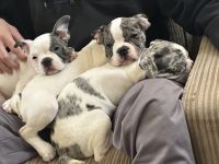 French Bulldog Puppies for sale in Cincinnati, Ohio. price: $1,300