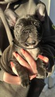 French Bulldog Puppies for sale in Brentwood, New York. price: $3,200
