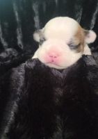 French Bulldog Puppies for sale in Brooklyn, New York. price: $3,000