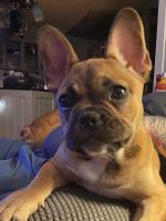 French Bulldog Puppies for sale in St. Augustine, FL, USA. price: $1,000