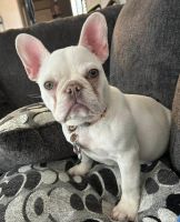 French Bulldog Puppies for sale in Beaufort, South Carolina. price: $4,000