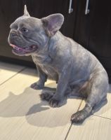 French Bulldog Puppies for sale in Indianapolis, Indiana. price: $2,000
