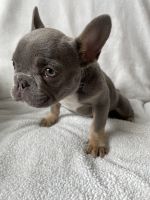 French Bulldog Puppies for sale in Las Vegas, Nevada. price: $6,000