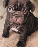 French Bulldog Puppies for sale in Weatherford, Texas. price: $2,000