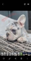 French Bulldog Puppies for sale in Dallas, Texas. price: $5,000