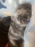 French Bulldog Puppies for sale in Albuquerque, New Mexico. price: $4,500