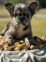 French Bulldog Puppies for sale in Birmingham, Alabama. price: $750,000