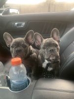 French Bulldog Puppies for sale in Virginia Beach, VA, USA. price: $3,000