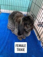 French Lop Rabbits for sale in Dayton, TX 77535, USA. price: NA