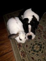 French Lop Rabbits for sale in Valrico, FL 33594, USA. price: NA