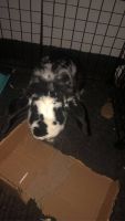French Lop Rabbits for sale in Clinton Twp, MI, USA. price: NA