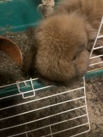 French Lop Rabbits for sale in St Johns, MI 48879, USA. price: NA