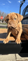 French Mastiff Puppies for sale in Sacramento, California. price: $1,000