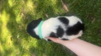 French Spaniel Puppies for sale in Chesterfield, SC 29709, USA. price: NA