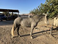 Friesian Horse Horses for sale in Lancaster, CA, USA. price: NA