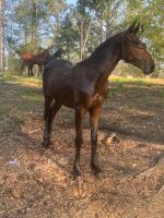 Friesian Horse Horses for sale in 76 Reed Ln, Auburn, AL 36830, USA. price: NA
