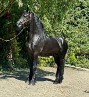 Friesian Horse Horses for sale in Calabasas, California. price: $7,000