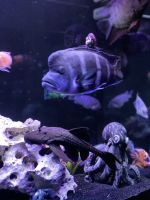 Frontosa cichild Fishes Photos