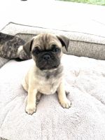 Fruggle Puppies for sale in Eastvale, CA, USA. price: $1,500