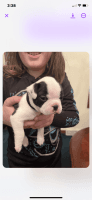 Fruggle Puppies for sale in Marinette, WI 54143, USA. price: NA