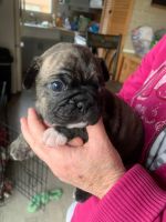 Fruggle Puppies for sale in Clinton, IA, USA. price: $900
