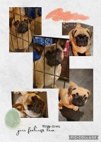 Fruggle Puppies for sale in Riverside, CA, USA. price: $1,000