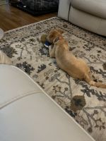 Fruggle Puppies for sale in Baltimore, MD, USA. price: $350