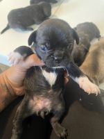 Fruggle Puppies for sale in Sacramento, CA, USA. price: $675
