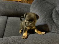 Fruggle Puppies for sale in Lincoln, California. price: $800
