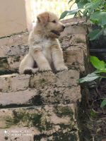 Gaddi Kutta Puppies for sale in Naina Devi, Himachal Pradesh 174310, India. price: 8000 INR