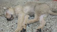 Gaddi Kutta Puppies for sale in Thane East, Thane, Maharashtra 400603, India. price: 22000 INR