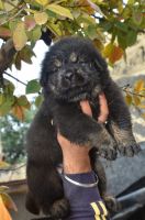 Gaddi Kutta Puppies for sale in Patiala, Punjab, India. price: 10000 INR