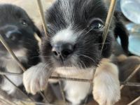 Gaddi Kutta Puppies for sale in Waimanalo Beach, HI, USA. price: $800