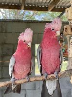 Galah Cockatoo Birds for sale in Wesley Chapel, FL, USA. price: $3,000