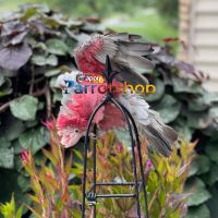 Galah Cockatoo Birds for sale in Allison Park, Pennsylvania. price: $2,500