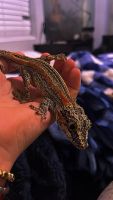 Gargoyle Gecko Reptiles for sale in Tooele, UT 84074, USA. price: NA