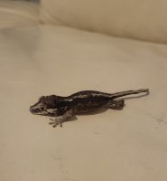 Gargoyle Gecko Reptiles for sale in Kissimee, Florida. price: $200