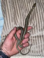 Garter Snake Reptiles for sale in Pedro, OH 45638, USA. price: NA