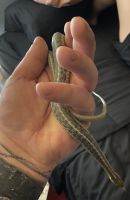 Garter Snake Reptiles Photos