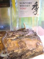 Garter Snake Reptiles Photos