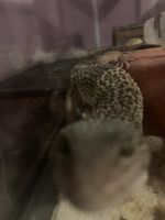 Gecko Reptiles for sale in Cherry Hill, NJ, USA. price: NA